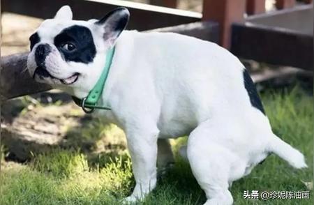 天津公布禁止饲养大型烈性犬名单，你家的狗狗在列吗？