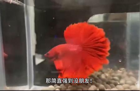 水族世界：探索神秘的海洋生态