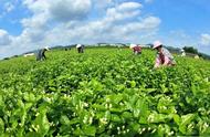 茶道知识｜清晰明了地教你：如何区分春茶、夏茶和秋茶