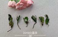 揭秘：为何白茶成为口粮茶的优选？