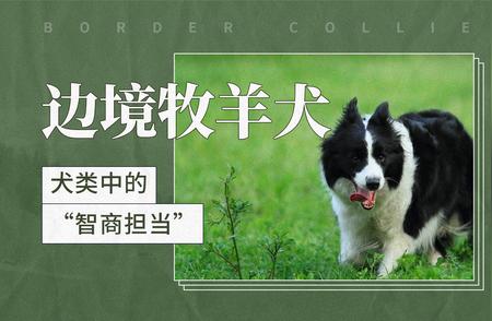 边境牧羊犬：犬类智商的佼佼者