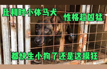 比利时小体马犬：凶猛与温柔并存