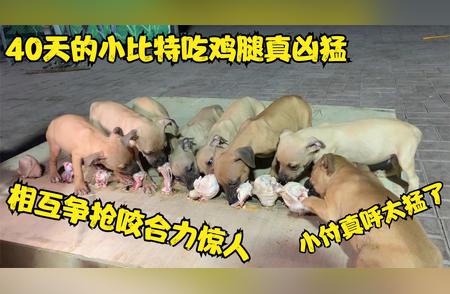 小比特吃鸡腿：惊人的争抢场面！