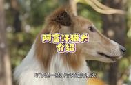 阿富汗猎犬全方位介绍及科学养宠指南