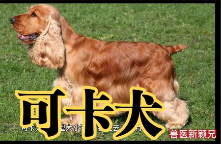 可卡犬：从大众视野的消失之谜