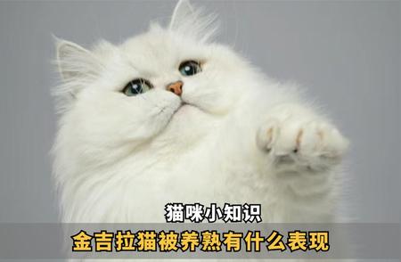 金吉拉猫的成长之旅：熟悉后的独特表现