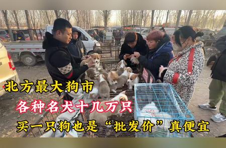 探访北方最大狗市：名犬云集，价格诱人