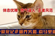 索马里猫：猫界新宠的魅力和秘密