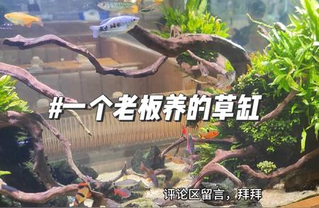 惊艳草缸：老板的独特生态养鱼艺术