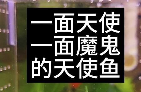 天使鱼的养护秘籍：从新手到专家的全方位指南