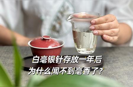 白毫银针闻香难题解析：为何一年陈的白茶无毫香？