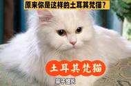 土耳其梵猫的独特之处：你是否尝试过养它？