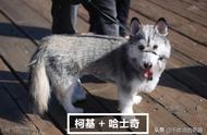 柯基的“短腿基因”有多强大？混血犬只也会受影响