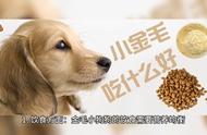 金毛犬的护理与喂养指南#宠物狗