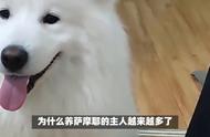 萨摩耶犬：那些你可能不知道的有趣知识