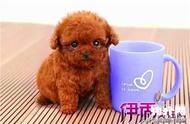 轻松掌握：茶杯泰迪犬的饲养指南