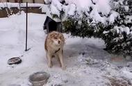 边牧被拴雪地三年，忠诚等待主人归来