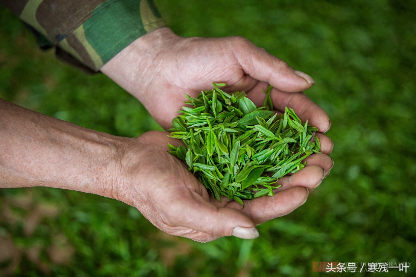 别再花冤枉钱了！茶农告诉你什么是正宗西湖龙井，市场很少能买到