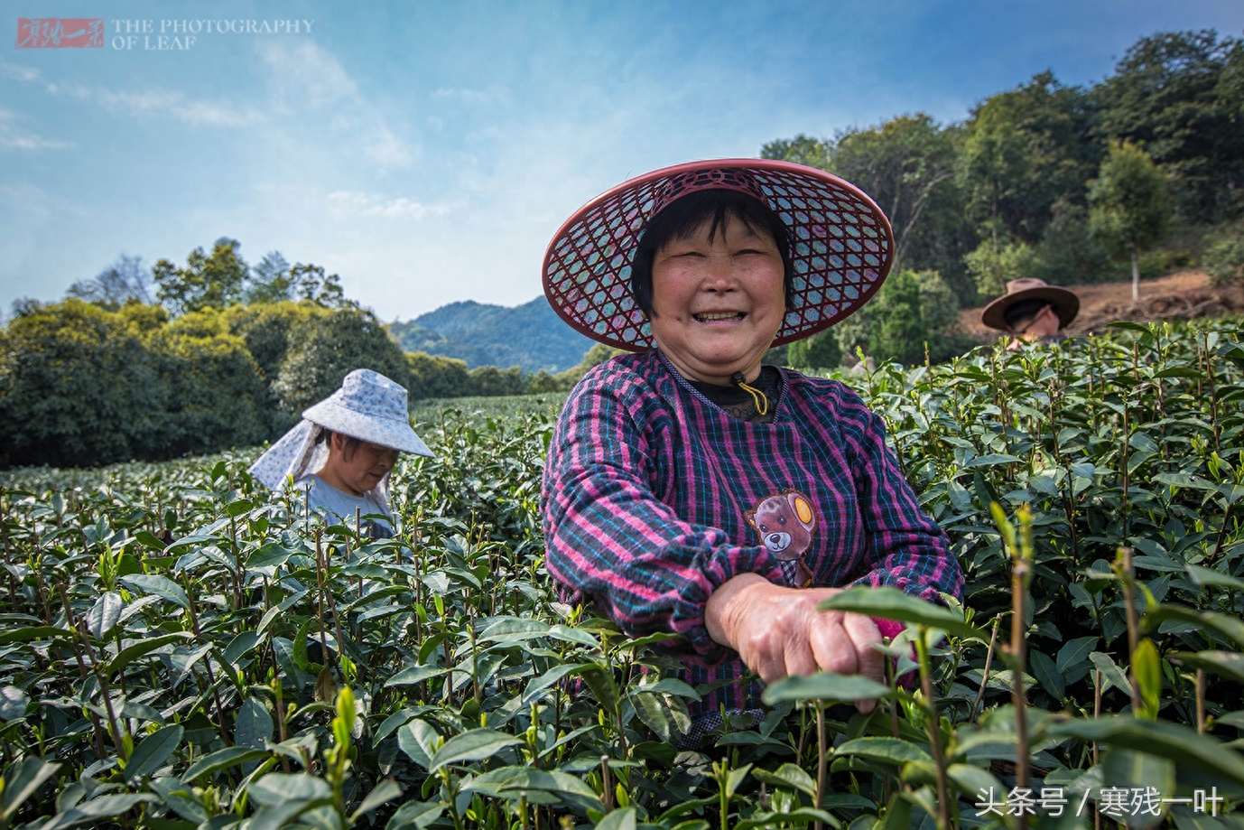 别再花冤枉钱了！茶农告诉你什么是正宗西湖龙井，市场很少能买到