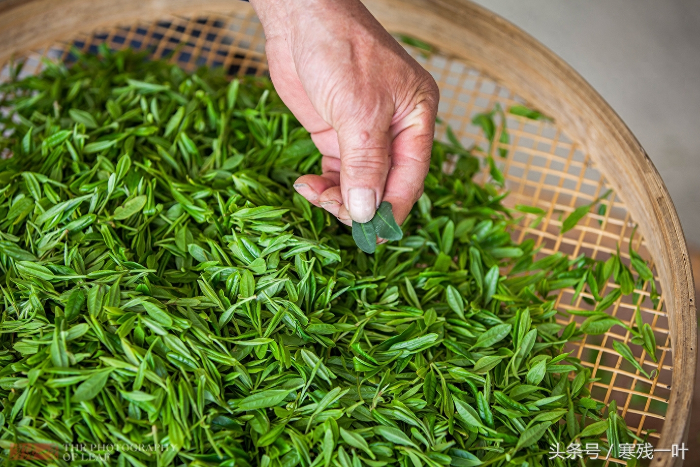 这才是真正的西湖龙井，景区买的是龙井茶，价格相差很多别被骗了