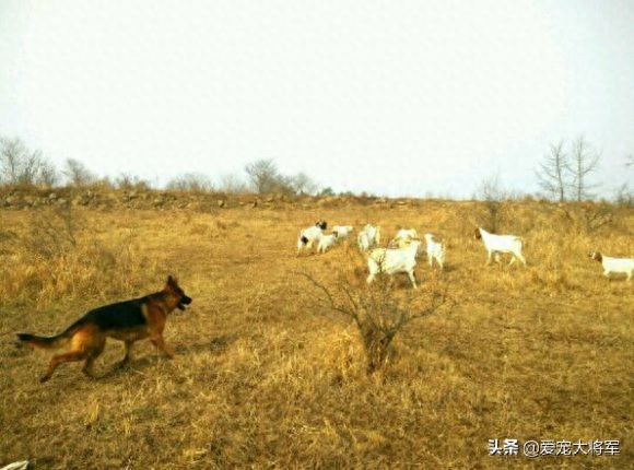 这样使用德国牧羊犬的人已经不多了，觉得德牧退化了的人进来看