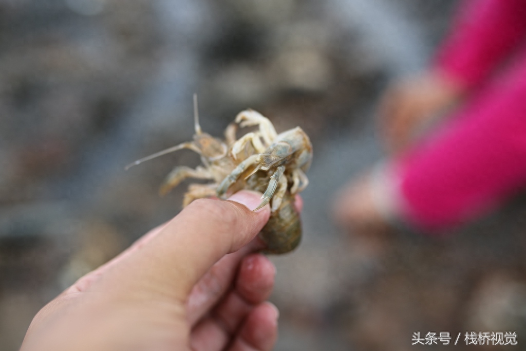 绝迹多年“虾虎”再现青岛四方海滩 老青岛钓虾虎展绝活