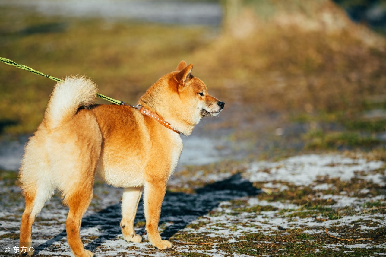 宠物狗 秋田犬