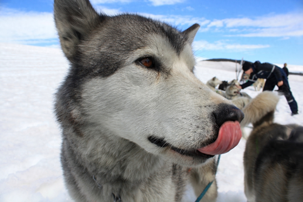 来看看真正的雪橇犬！被养成二哈之前的帅气样子