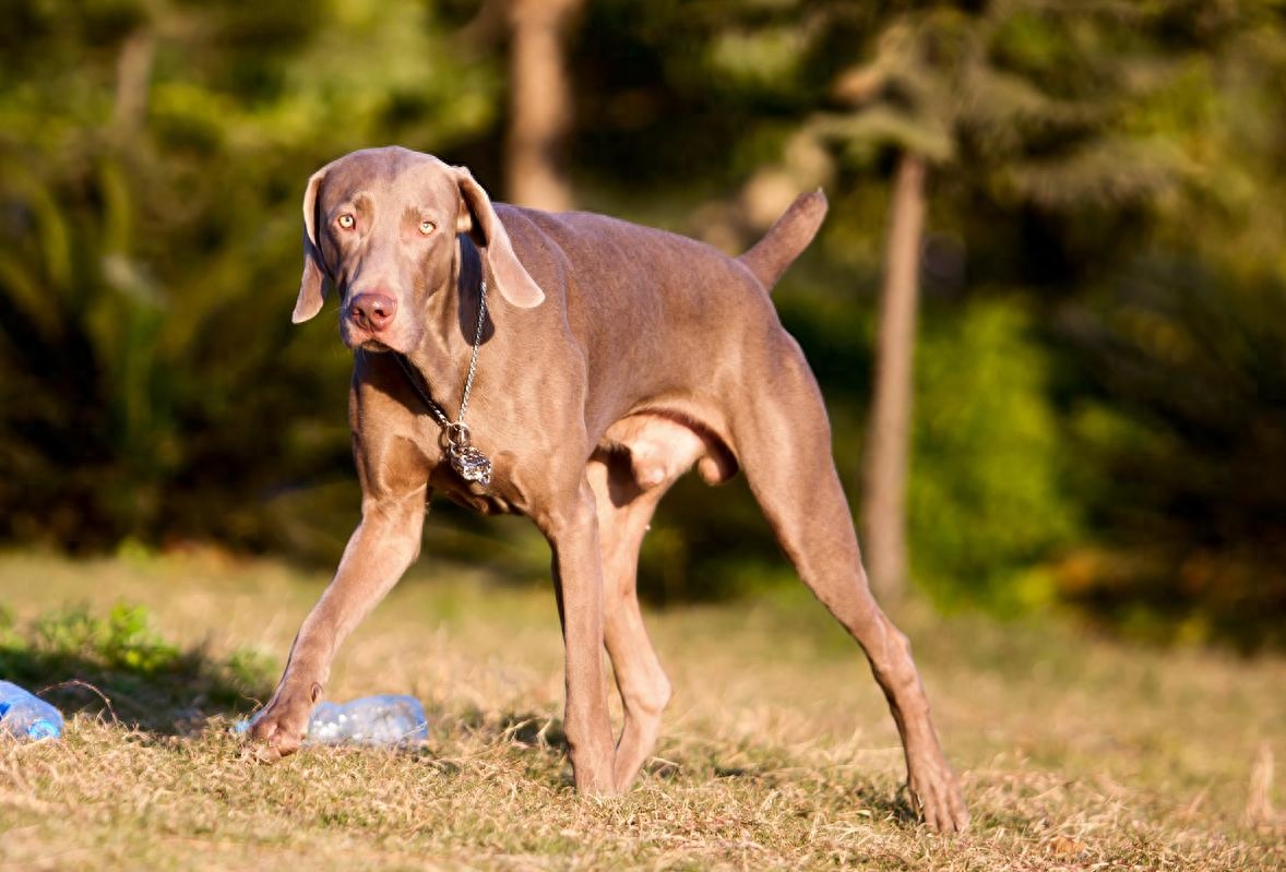 血统纯正的也并非好犬，魏玛犬外貌高雅混合多种优良基因