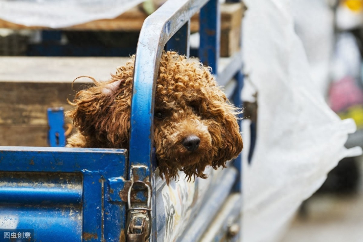 贵宾犬喂养5大要点，根据狗狗的特点喂养，才能让它们健康成长