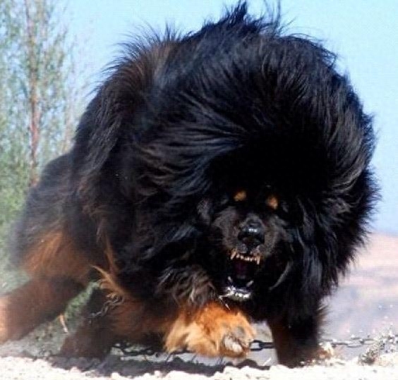 藏獒 Tibetan Mastiff