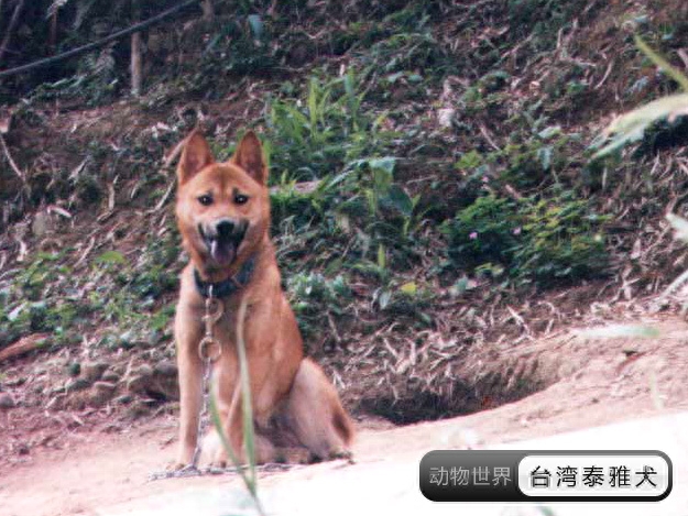 中国亟待拯救的本土犬种